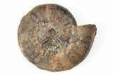 Iron Replaced Ammonite Fossil - Boulemane, Morocco #196589-1